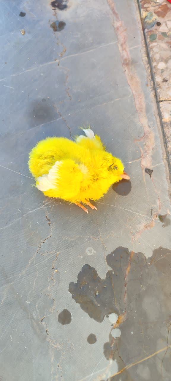 chick image