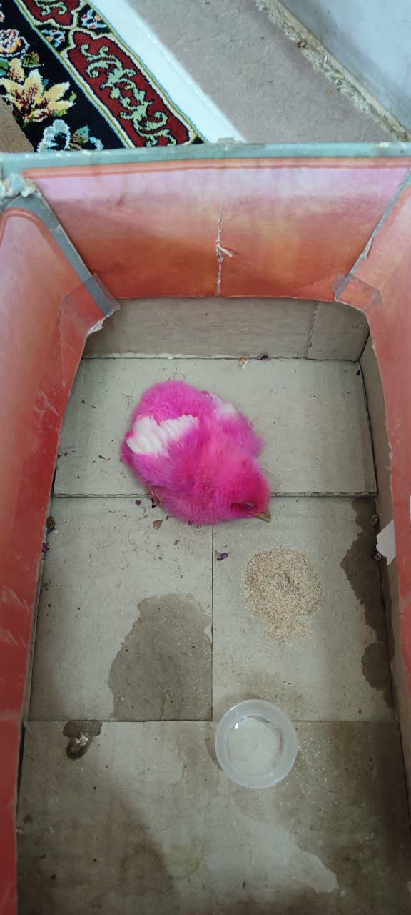 chick image