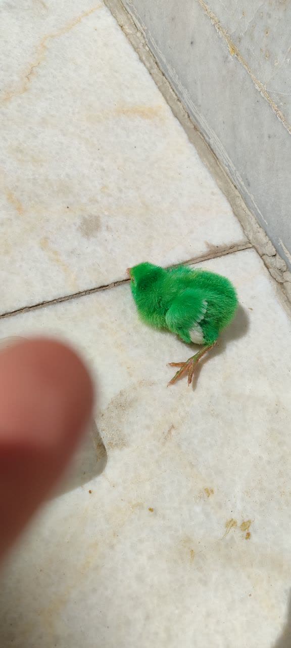 chick image