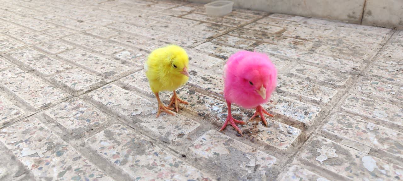 chick image